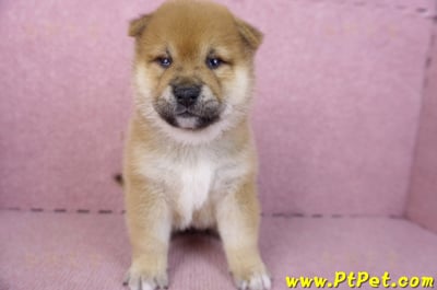 01/16赤色柴犬母幼犬3號1