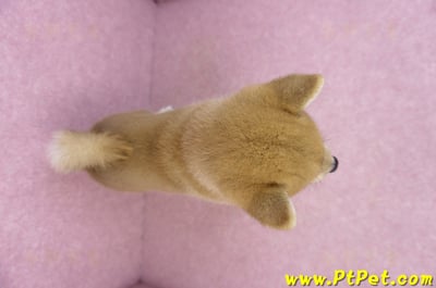 07/22赤色柴犬公幼犬(桃園中壢)11