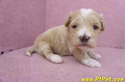 01/30馬爾泰迪公幼犬3號4