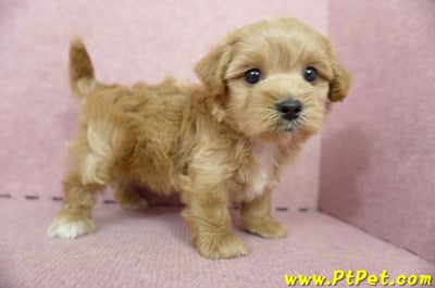 05/05奶油色馬爾泰迪公幼犬4號(屏東市)4