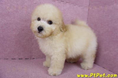 05/12玩具型奶油貴賓公幼犬(桃園中壢)9