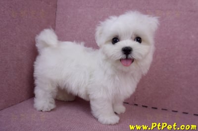 05/28迷你型馬爾濟斯公幼犬(台南安平)5