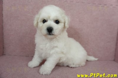 12/01比熊犬母幼犬1號（台北中山）10