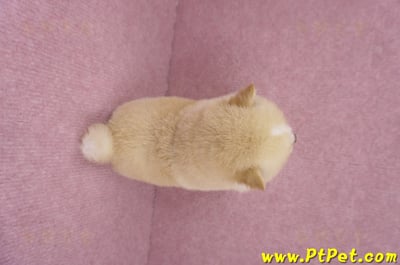 06/24白色柴犬母幼犬(桃園楊梅)8