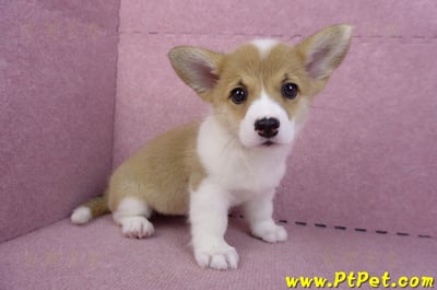 10/13雙色柯基犬母幼犬3號(台南北區)3