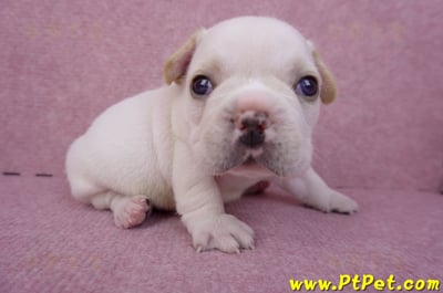 03/21奶白色法國鬥牛公幼犬2號(基隆仁愛)3