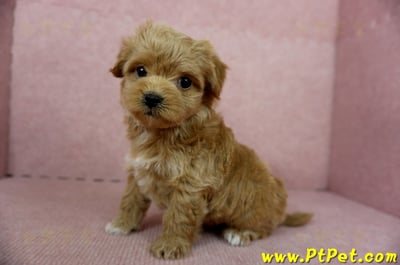 10/25玩具型紅色馬爾泰迪母幼犬(新北土城)11