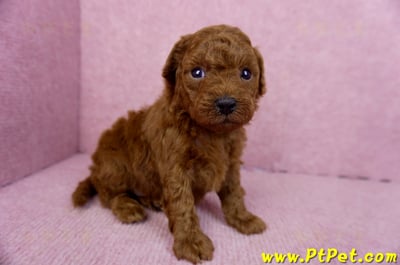 01/26紅貴賓母幼犬(雲林虎尾)4