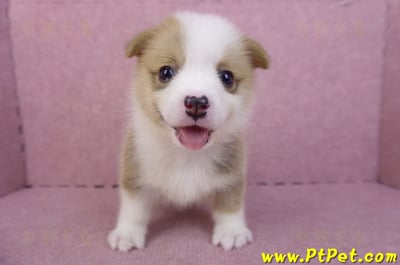 04/16雙色柯基犬母幼犬2號2