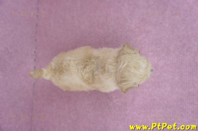 06/14泰迪比熊母幼犬(高雄楠梓)8