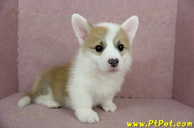 01/25雙色柯基犬公幼犬(基隆中山)6