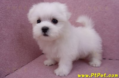 07/26迷你型馬爾濟斯 I 公幼犬2號(台北大同)9