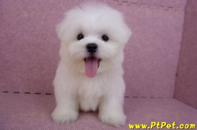 07/26迷你型馬爾濟斯公幼犬1號(台北大同)3