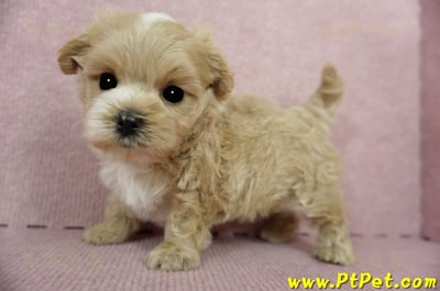 03/14奶油色馬爾泰迪公幼犬(台東市)9