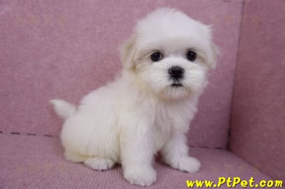 09/21馬爾濟斯母幼犬2號(南投名間)7