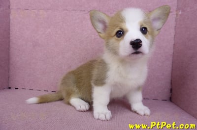 10/13雙色柯基犬母幼犬1號(台北大安)4