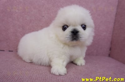 07/24北京狗公幼犬(高雄旗山)7