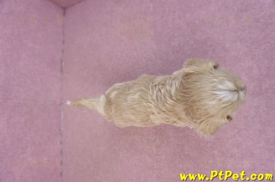 02/20馬爾泰迪母幼犬2號9