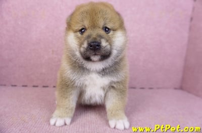 02/06赤色柴犬母幼犬1號2