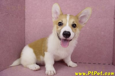 04/28雙色柯基犬公幼犬2號(高雄楠梓)6