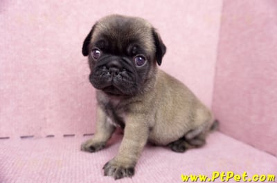 06/23巴哥公幼犬(新竹竹東)7