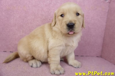 03/12黃金獵犬母幼犬2號4