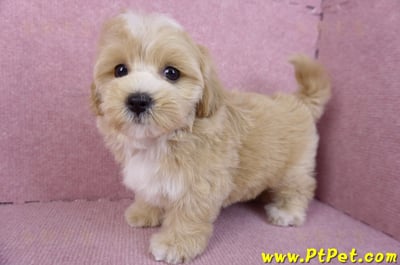 11/02馬爾泰迪母幼犬(新竹關西)11