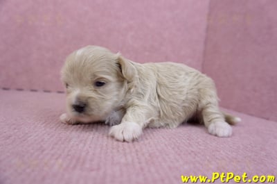 10/03馬爾泰迪母幼犬5