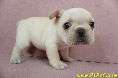 01/14奶油色法國鬥牛母幼犬(高雄三民)5