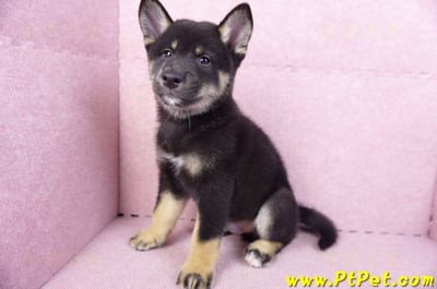 10/15黑色柴犬公幼犬(基隆七堵)10