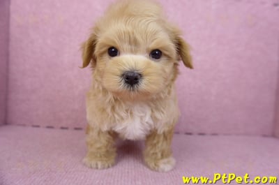 11/23馬爾泰迪公幼犬3號3