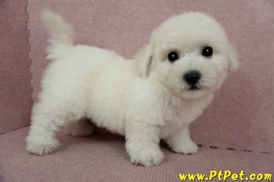 03/11比熊犬公幼犬(新北林口)5