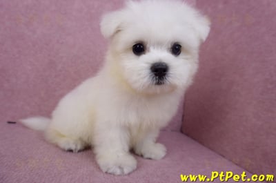 03/20馬爾濟斯公幼犬5