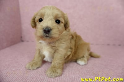 05/05奶油色馬爾泰迪公幼犬3號(高雄)5