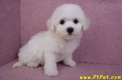 07/22比熊犬母幼犬2號(屏東新園)5