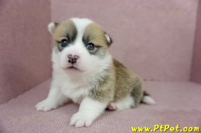 01/25雙色柯基犬公幼犬2號(桃園市)6