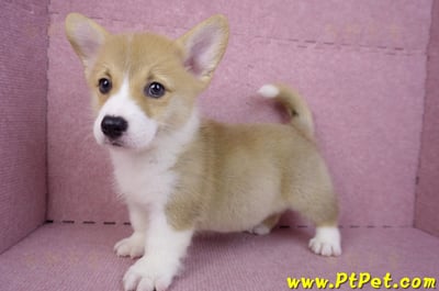 08/05雙色柯基犬公幼犬2號(屏東潮州)8