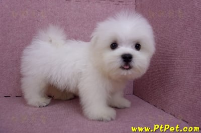 07/26迷你型馬爾濟斯公幼犬1號(台北大同)7