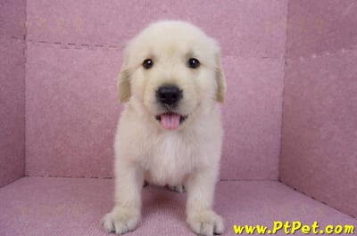 07/18黃金獵犬公幼犬4號(台北)1