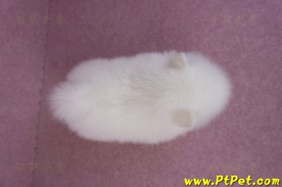 10/11松鼠白博美公幼犬1號(新北三重)12