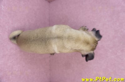 05/11巴哥公幼犬11
