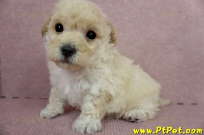 03/12泰迪比熊公幼犬2號(新竹香山)9