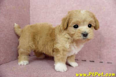 04/23奶油色馬爾泰迪公幼犬1號(新北蘆洲)5