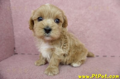 05/05奶油色馬爾泰迪公幼犬5號(屏東麟洛)7