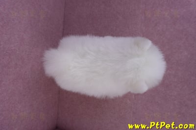 11/10松鼠白博美母幼犬(屏東內埔)12