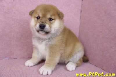 01/16赤色柴犬母幼犬1號5