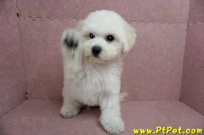 05/20比熊犬公幼犬1號(新北樹林)1