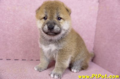 09/11赤色柴犬公幼犬4