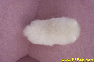 06/23迷你型松鼠白博美公幼犬2號(屏東鹽埔)12