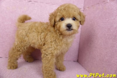 02/11奶油貴賓公幼犬4